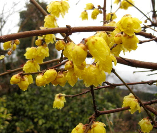 楽天市場】【現品】マンゲツロウバイ（満月蝋梅） 苗木 樹高1.1m F112