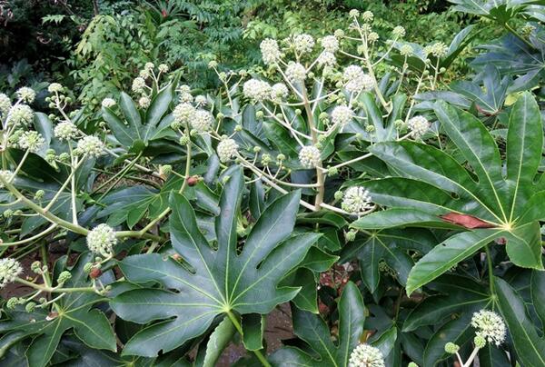 楽天市場 ヤツデ 苗木 株立ち 8号鉢植え H41 千草園芸