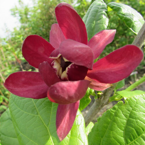 クロロウバイ/株立ち【現品発送】管理70284 楽天市場】【現品】クロバナロウバイ（黒花蝋梅）苗木 株立ち 7号