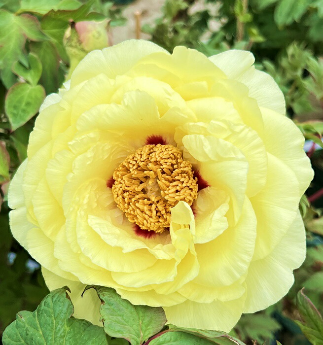 楽天市場】【現品】ボタン(牡丹) 苗木 明皇宝(ミョウコウノ