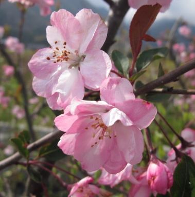 楽天市場 ハナカイドウ カイドウ桜 1 3m 1 4m 送料無料 千草園芸