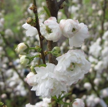 楽天市場 ニワザクラ 庭桜 6号白 千草園芸