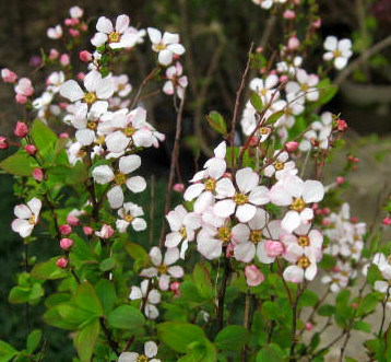 楽天市場】雪白柳葉友禅菊（セッパクヤナギバユウゼンギク）3.5号