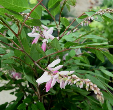 楽天市場】ハクロニシキ（ヤナギ） 3.5号苗(e08) : 千草園芸