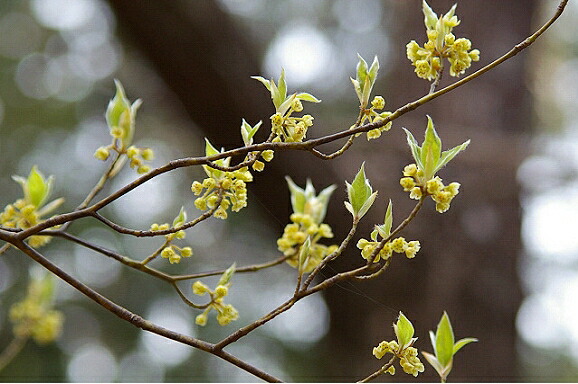 楽天市場】クロモジ 5号ポット苗木(k11) : 千草園芸