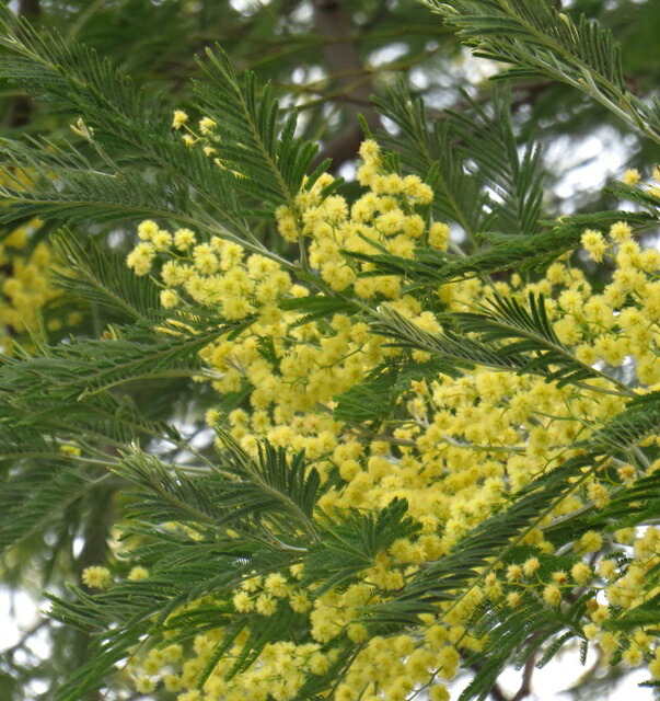 楽天市場 フサアカシア 6号苗 千草園芸