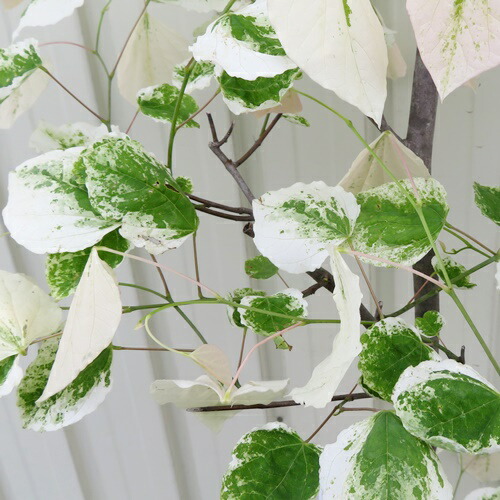 楽天市場】【現品発送】アメリカハナズオウ フローティングクラウド