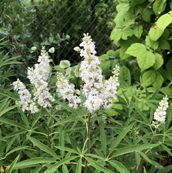夏に咲く花が美しい 西洋ニンジンボク セイヨウニンジンボク 白花 10号鉢植え 10号鉢植え 落葉樹 大株 落葉樹 庭木 花 ガーデン Diy 庭木 植木 Southernoaksfuneralservice Com 夏に咲く花が美しい 西洋ニンジンボク セイヨウニンジンボク 白花 10号鉢植え 10号鉢植え 落葉樹 大株 落葉樹 庭木 花 ガーデン Diy 庭木 植木 Southernoaksfuneralservice Com