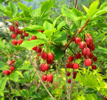 ベニドウダンツツジ【現品発送】管理70627 楽天市場】【現品】ベニドウダンツツジ(紅ドウダンツツジ) 苗木 樹高