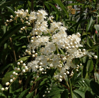 楽天市場】ユッカ アロイフォリア バリエガータ（斑入り） 5号