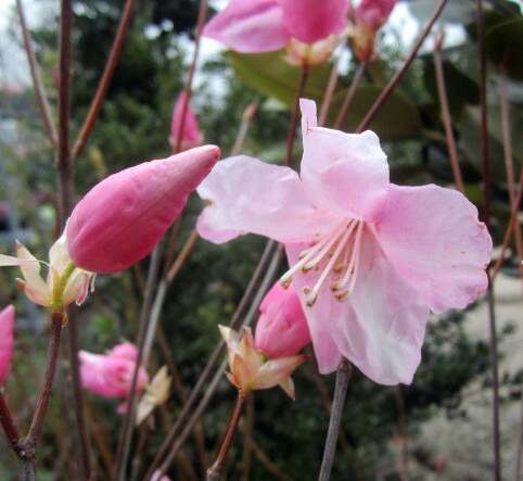 楽天市場】【一点もの】アカヤシオ(ヤシオツツジ）樹高0.8m(根鉢含まず