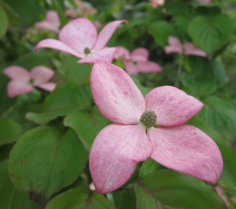 楽天市場 現品 山法師 ヤマボウシ 赤花 ミスサトミ 苗木 樹高1 3m 03 千草園芸