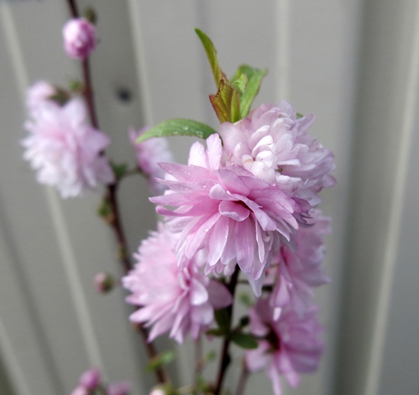 楽天市場 ニワザクラ 庭桜 ピンク 5号鉢苗 J10 千草園芸