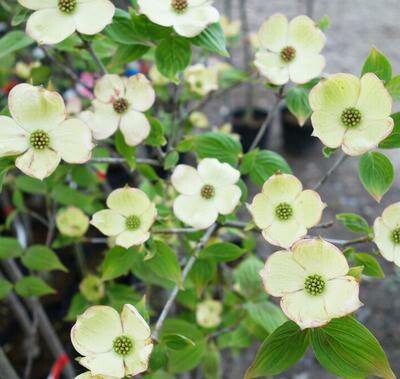 楽天市場 樹木コーナー 花木 落葉 高木 ハナミズキ アメリカヤマボウシ 千草園芸