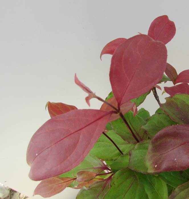 苗木 1 5m 千草園芸赤花半八重の希少品種 赤花 常緑ヤマボウシ 植木 リトルルビー