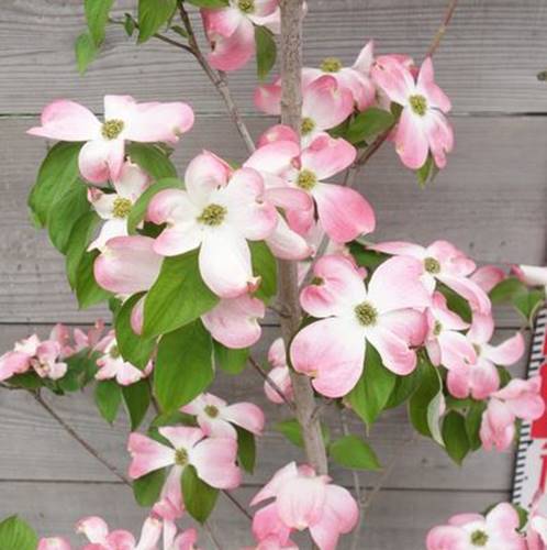 楽天市場 現品 花水木 ハナミズキ ピンク花 1 7ｍ シンボルツリーに最適な植木 苗木のアメリカハナミズキ 千草園芸