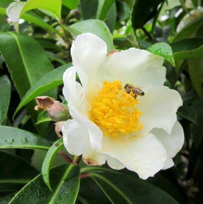 アラスカヒノキ　　グラウカ　ペンデュラ　接ぎ木苗 アラスカヒノキ「ペンデュラ 」の今 | dukeのコニファー&陶芸ブログ