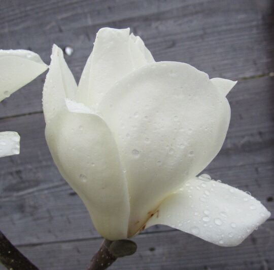 タイサンボク　黄斑入り　8号鉢つき　激レア❗ タイサンボク 黄斑入り 8号鉢つき 激レア❗