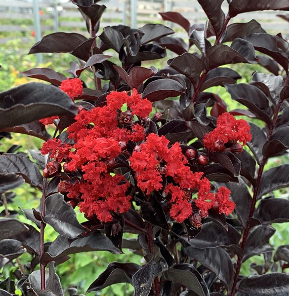 百日紅 サルスベリ の種類 品種一覧 花の色や人気品種の特徴や見分け方を紹介 Hanasaku