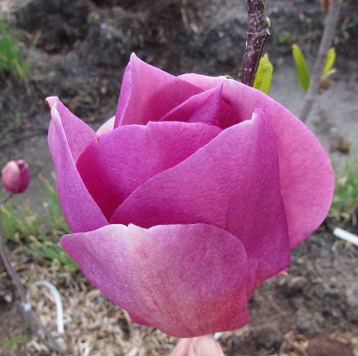 植木モクレンクレオパトラ 苗木 樹高80ｃｍ Z4 1 千草園芸若木のうちからよく開花するモクレン