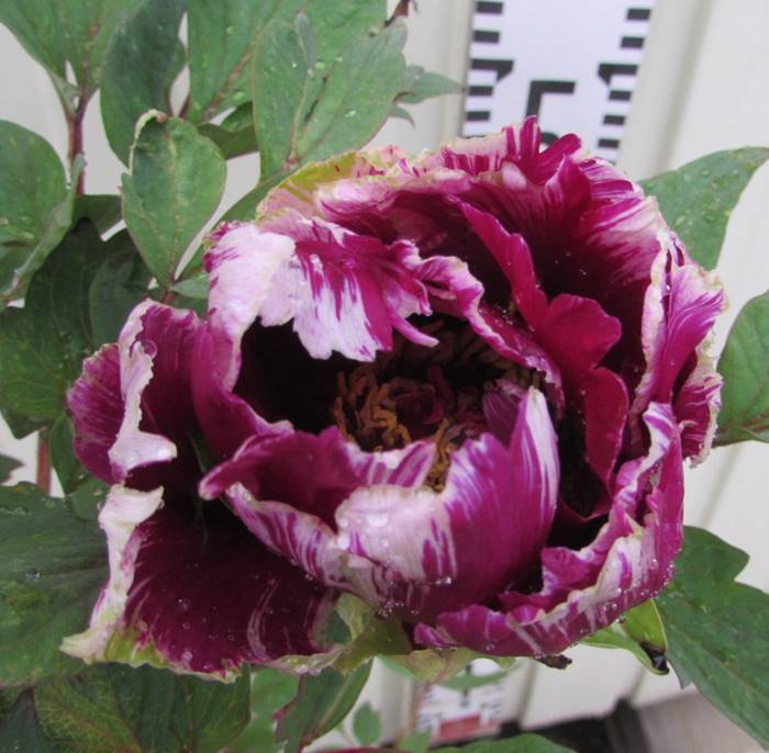 楽天市場】ボタン(牡丹) 苗木 島津紅（シマヅベニ）7号 : 千草園芸