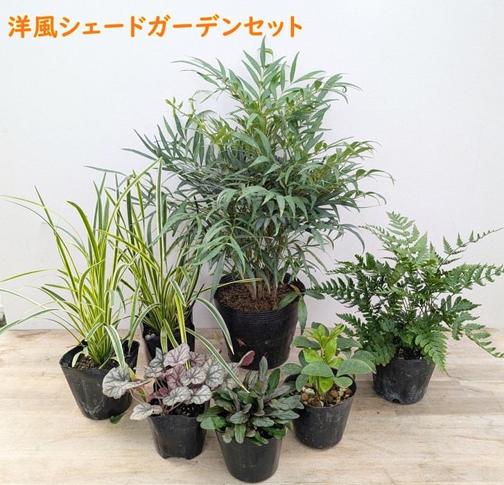 楽天市場】【現品発送】サイカス タイシルバー（タイ原産銀葉ソテツ