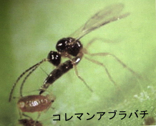 オージープランツ