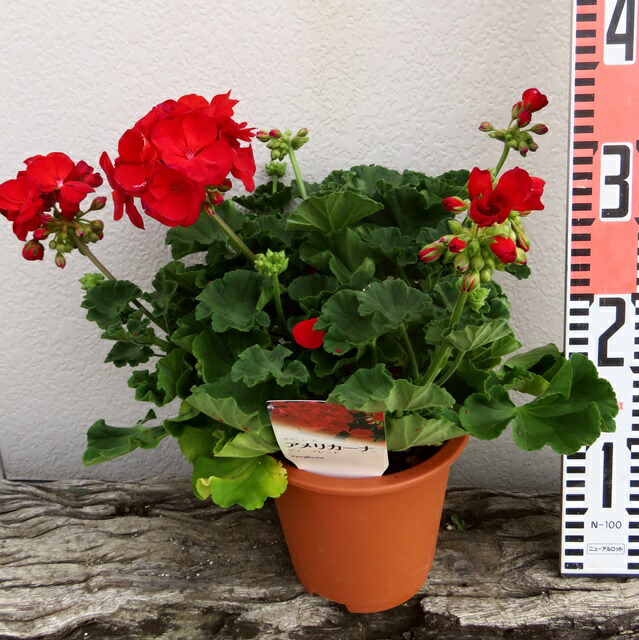 楽天市場 ゼラニウム アメリカ ディープレッド 5号苗 千草園芸