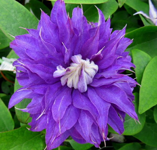 楽天市場 クレマチス 華川 ハナガワ 6号鉢苗 千草園芸