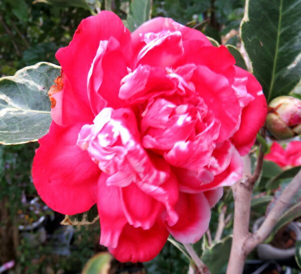 斑入り椿 楽天市場】斑入り 椿の通販