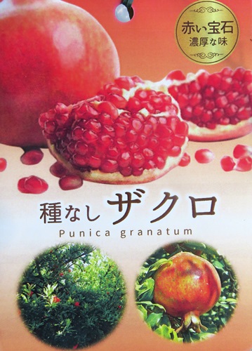 楽天市場 種無し柘榴 タネナシザクロ 4号苗 I7 千草園芸