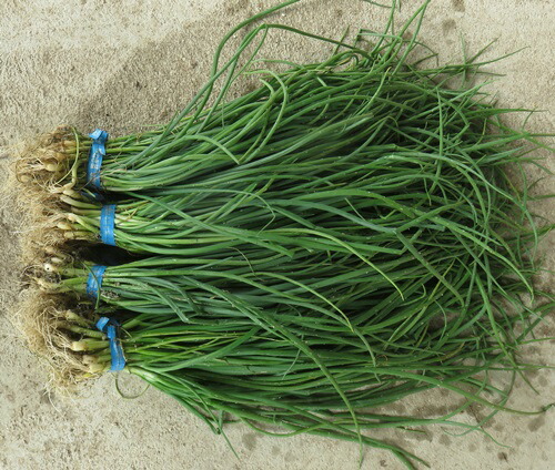 楽天市場】タマネギ苗 タキイの赤玉ねぎ苗 200本☆発送日でお選び