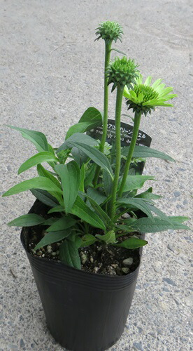 楽天市場 エキナセア グリーンジュエル 4号ポット苗 J3 6 千草園芸