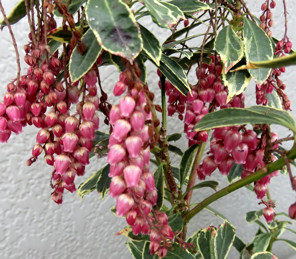 楽天市場】イワヒバ 4号鉢（c14） : 千草園芸