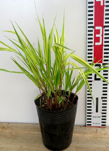 楽天市場】庭木/グランドカバー：斑入り風知草（ふいりふうちそう