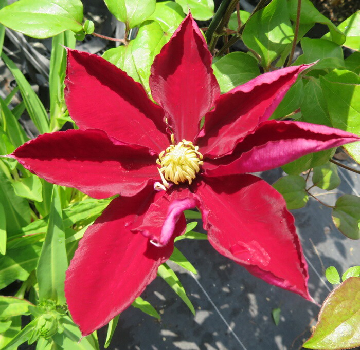 楽天市場】【現品発送】クレマチス 燦燦（サンサン） 4号ポット