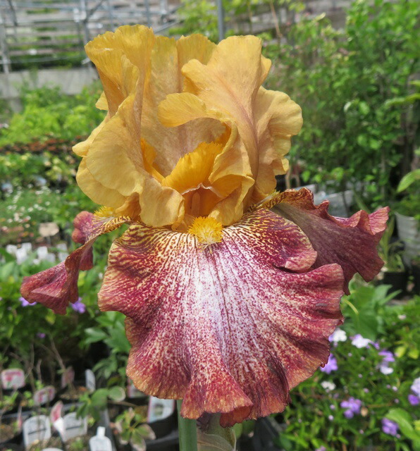 マリンレア.ꕤ*.゜ジャーマンアイリスバハマブルース.ꕤ*.゜2株 ジャーマンアイリス #growersgardenyamanaka #グローワーズ
