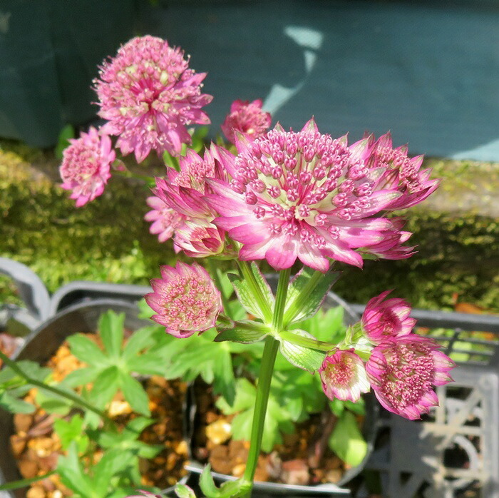 アストランティア苗　斑入り 楽天市場】斑入り葉アストランチア スターオブマジック 3.5号苗