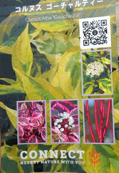 ★サマーセール〜8/31まで。★木全俊吾サンの木全パン★美品 芸能界イチのパン好き」木南 晴夏さん出演「キナミもやっぱりネオ