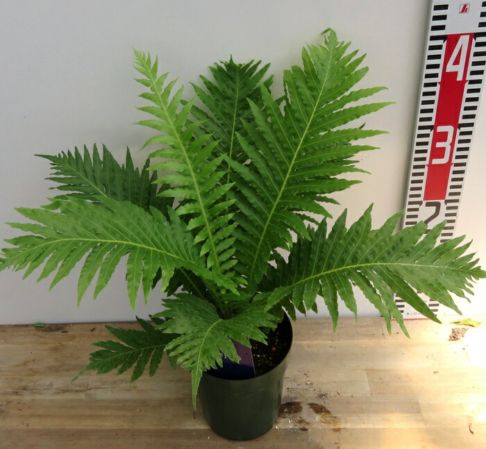特大　希少　クロコダイルファーン　白鉢セラアート鉢　観葉植物　現物 おしゃれ シダ植物 観葉植物：クロコダイルファン*モダン鉢植え