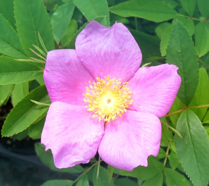 楽天市場】ナニワイバラ 6号苗(z04-3) : 千草園芸