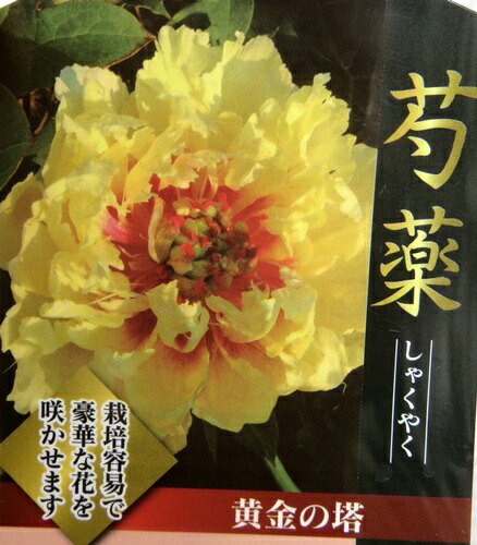 楽天市場 芍薬苗 シャクヤク苗 黄金の塔 7号苗 Z 千草園芸