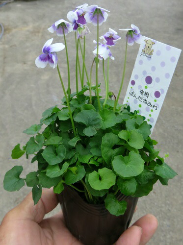 楽天市場 パンダスミレ 3号苗 J02 千草園芸