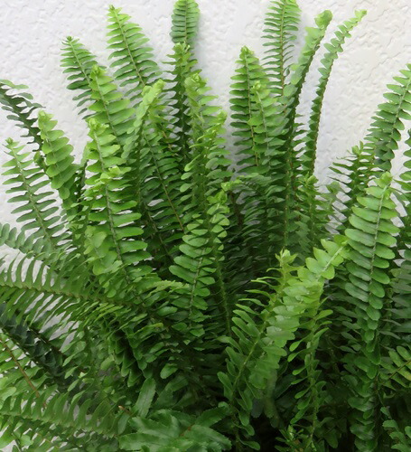 楽天市場】【現品発送】サイカス タイシルバー（タイ原産銀葉ソテツ