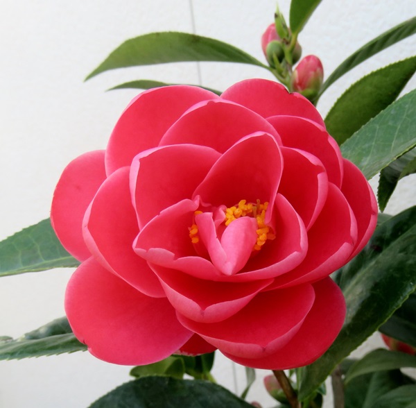 楽天市場】ベトナムツバキ ハイドゥン 赤花 7号 苗木 : 千草園芸