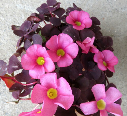 楽天市場】サルビア ヌタンス 3.5号苗(c10) : 千草園芸