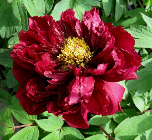 楽天市場】【現品】ボタン(牡丹) 苗木 墨の一 （スミノイチ） 8号