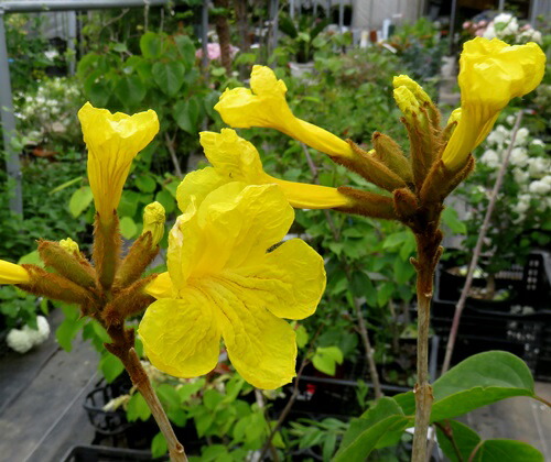 【選べる現品】タベブイア　クリソトリカ「キバナイペー」10号セラアート鉢植え　苗木