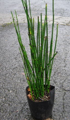 楽天市場 トクサ 砥草 3号サイズ 白色プラスチック鉢 木賊 とくさ Equisetum Hyemale 水草 湿地 バルコニスト 坪庭 庭園 造園 モダン ポイント消化 植物 つくし 苗 苗木 鉢 鉢植え 寄せ植え 生け花 土留め 駐車場 Land Plants 楽天市場店