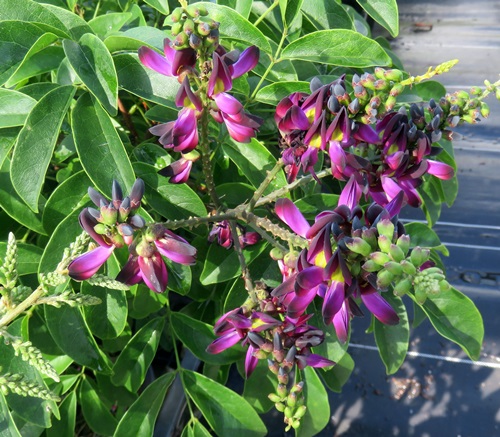 楽天市場】花藤（ハナフジ）紫花 一才藤 苗木 7号【藤の木 藤の花